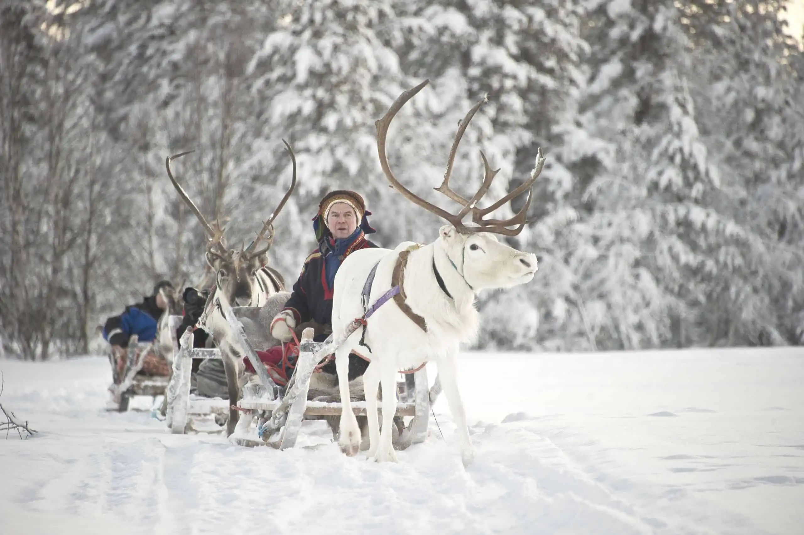 Reindeer Sledding
