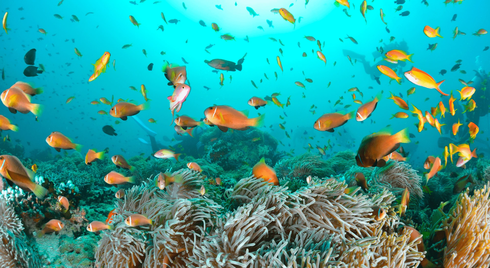 Diving in The Maldives