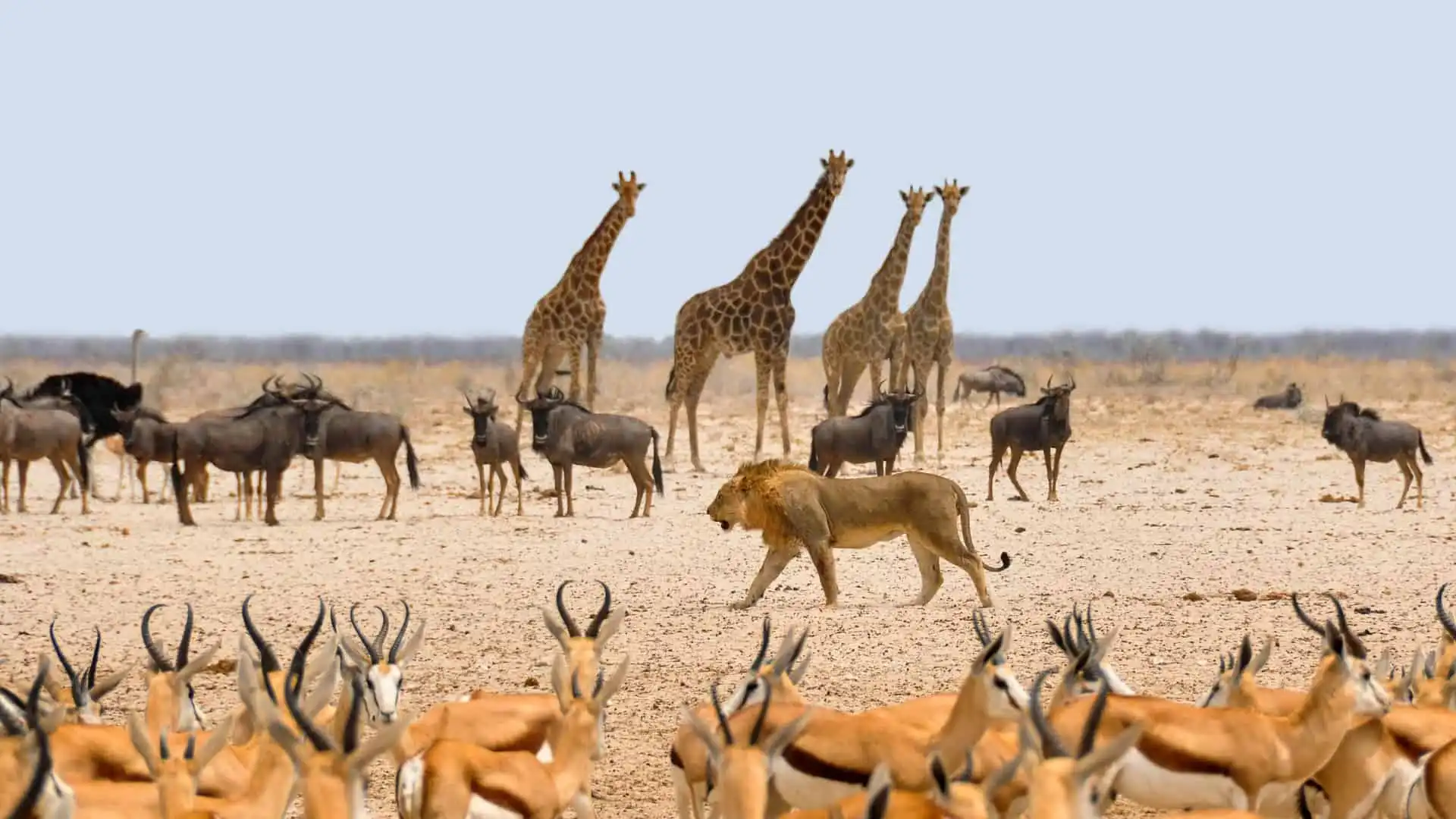 The Out Of Office Safari Collection
