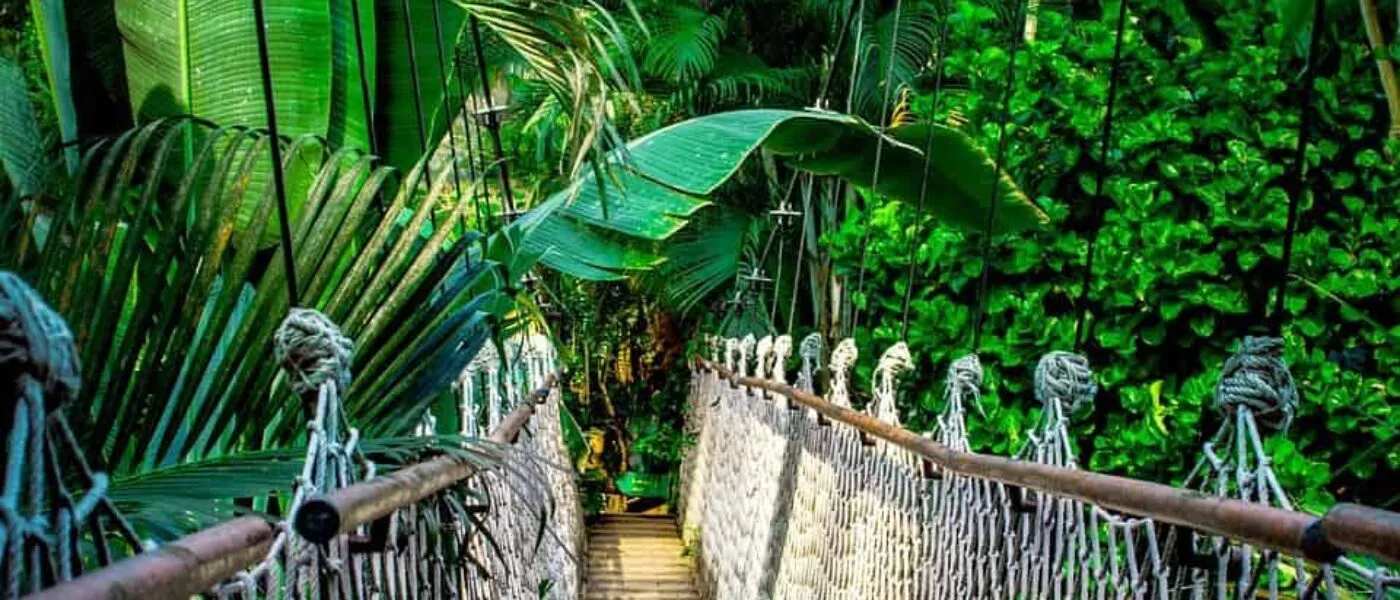 A guide to the Amazon Rainforest