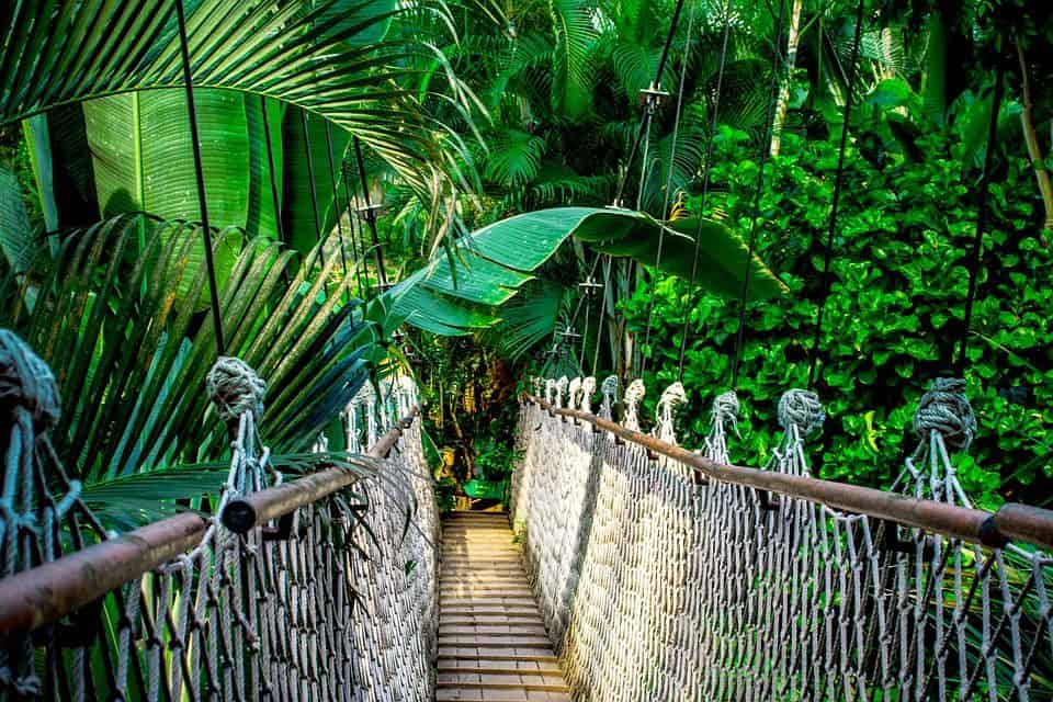 Luxury A guide to the Amazon Rainforest vacations