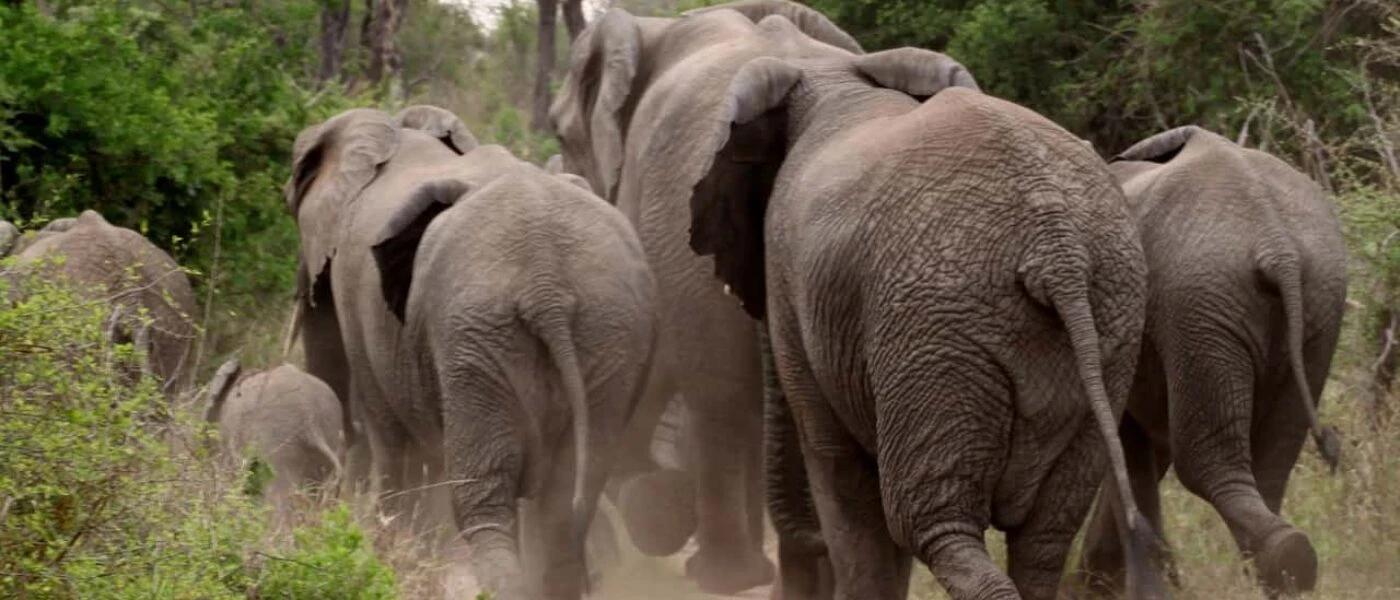 Kruger National Park