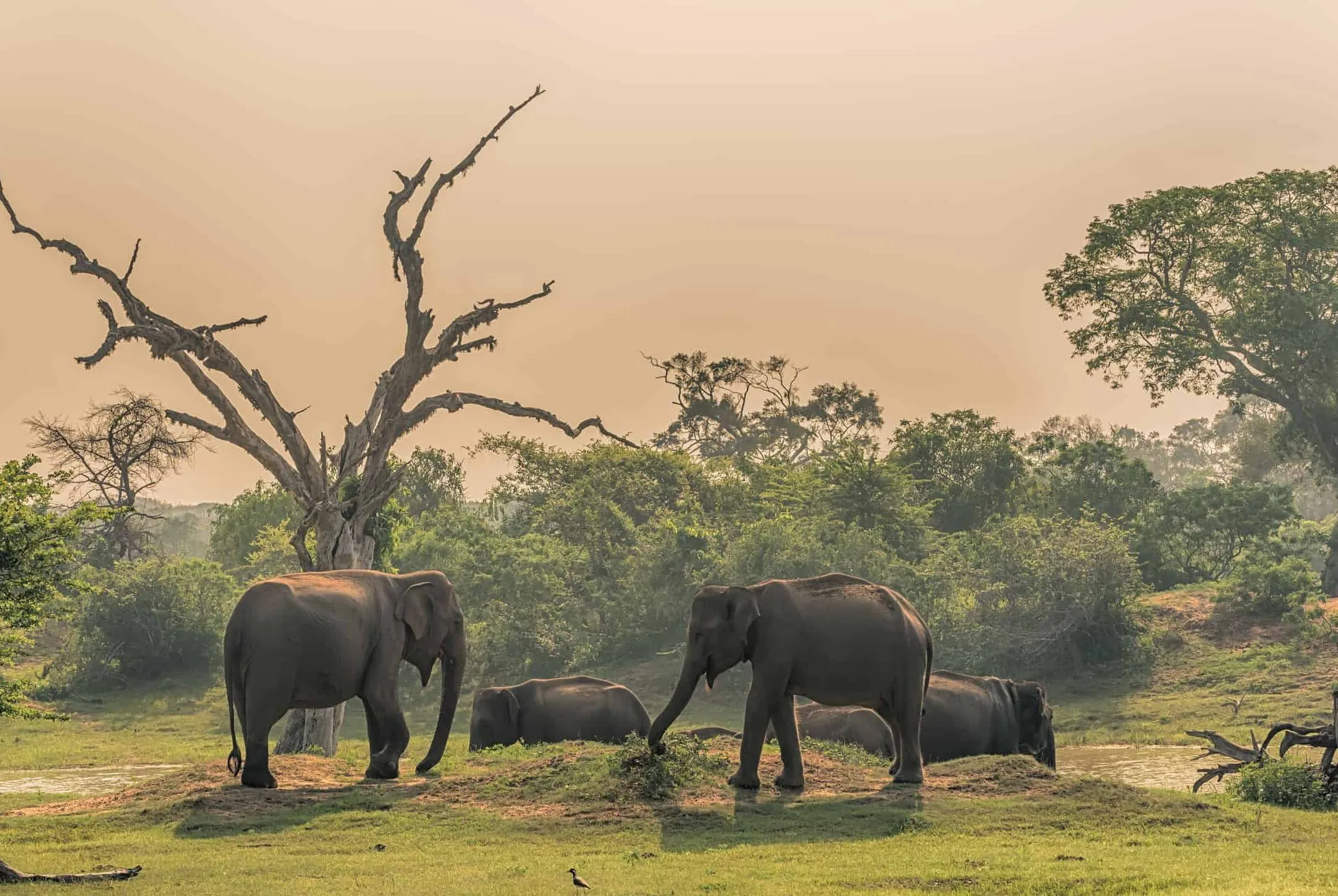 Sri Lanka & the Maldives: Temples, Tea Country & Overwater Villas