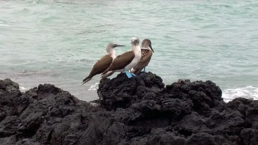The Galapagos