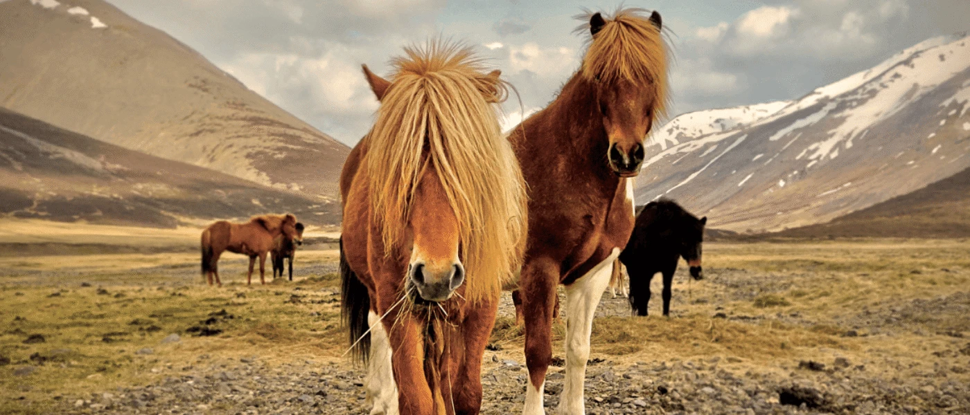 Honeymoons in Iceland