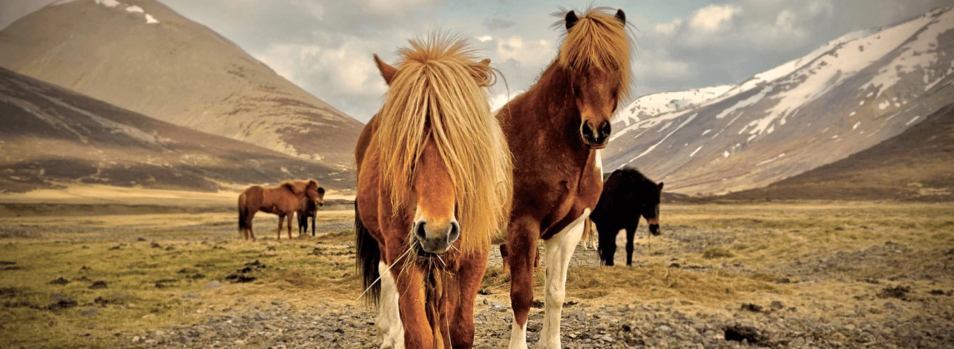 Luxury Luxury Honeymoons in Iceland 2026 & 2027 vacations