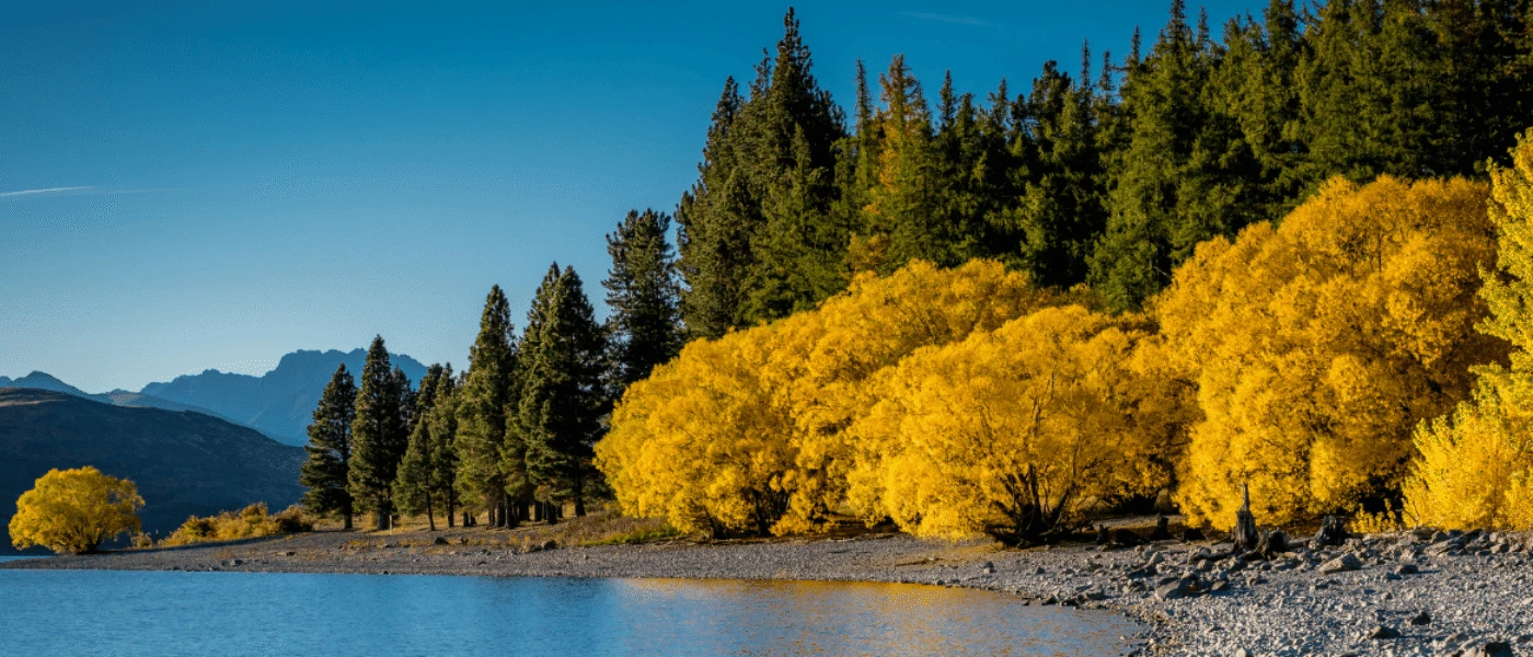 Gay Honeymoons in New Zealand