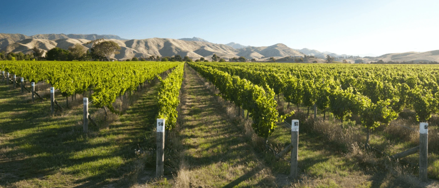 Marlborough vineyards