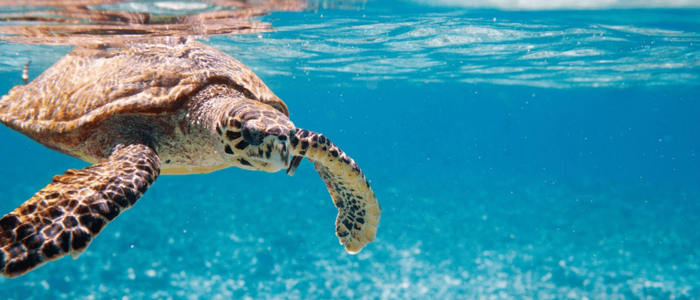 Unique wildlife