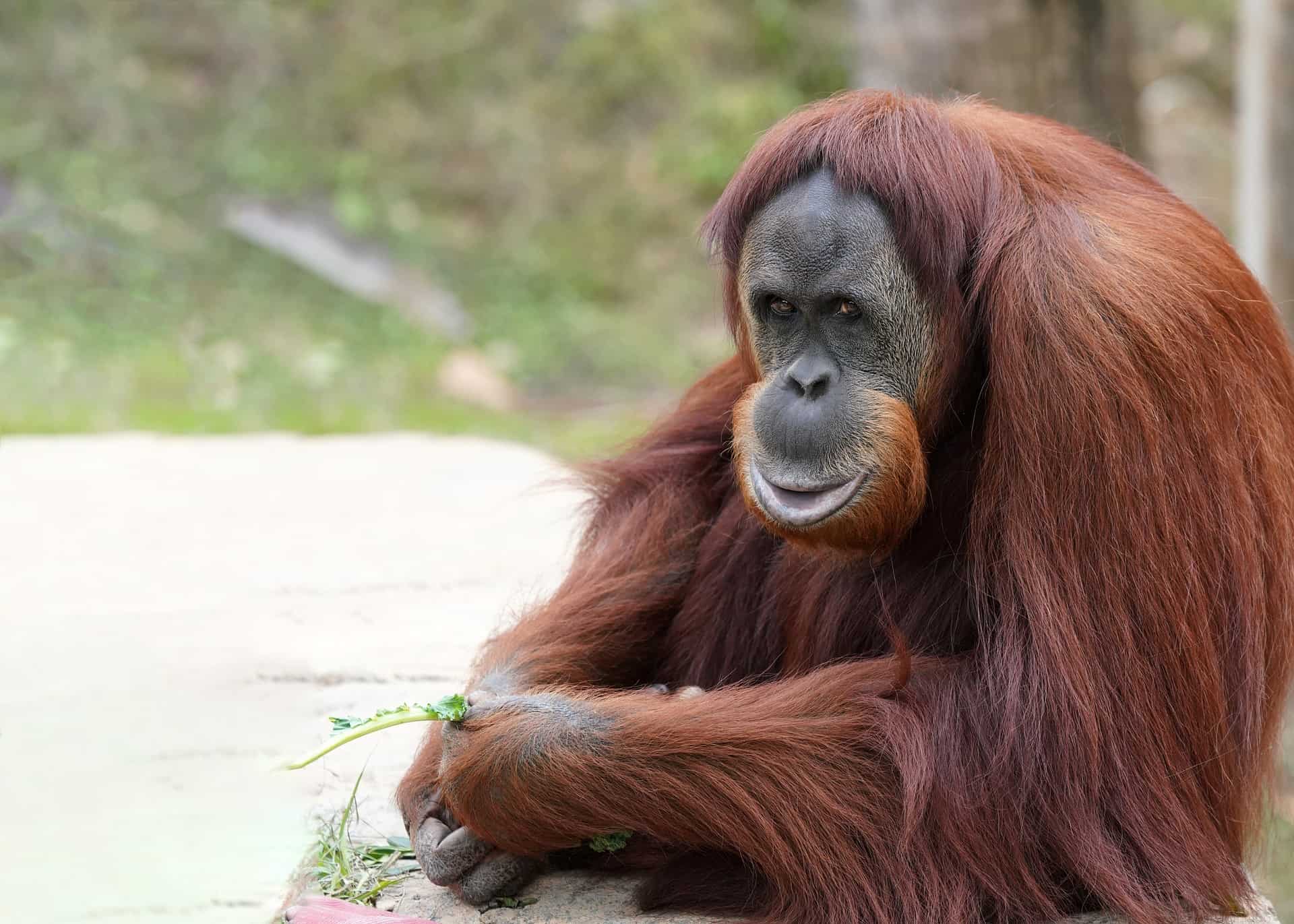 Welcome To The Jungles Of Malaysia & Borneo
