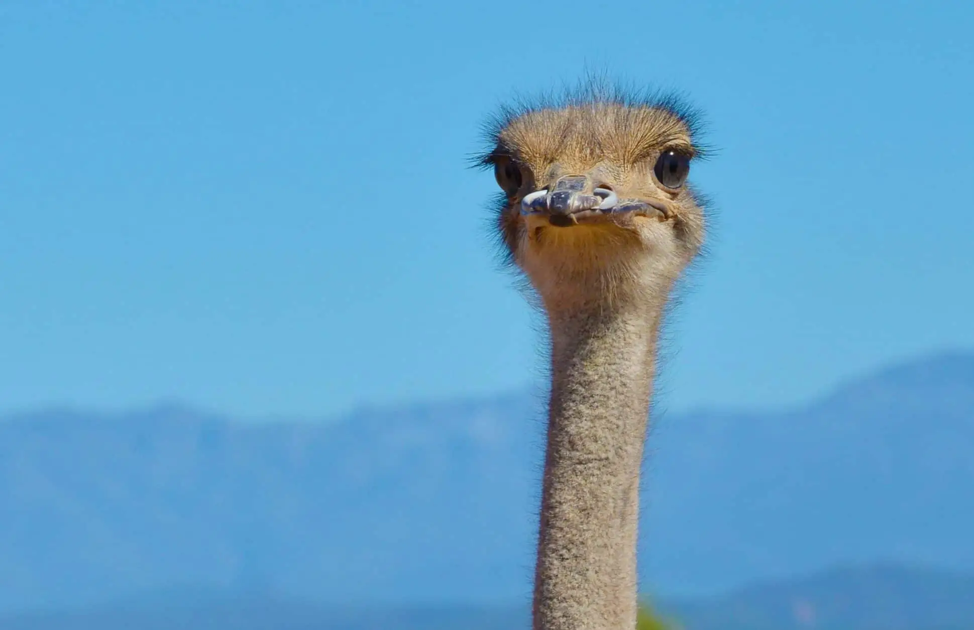 Day 7: Oudtshoorn