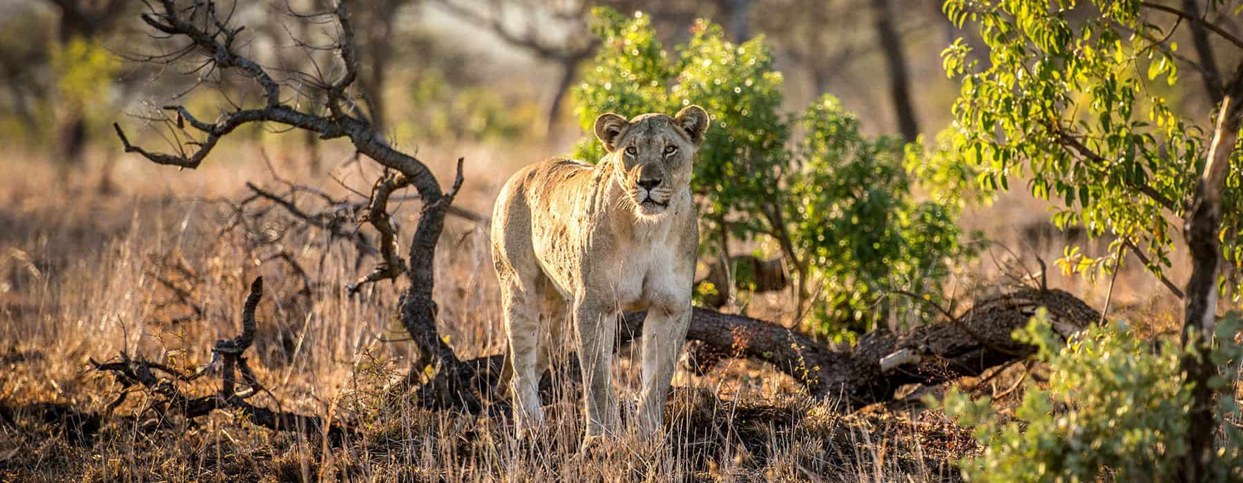 south africa
