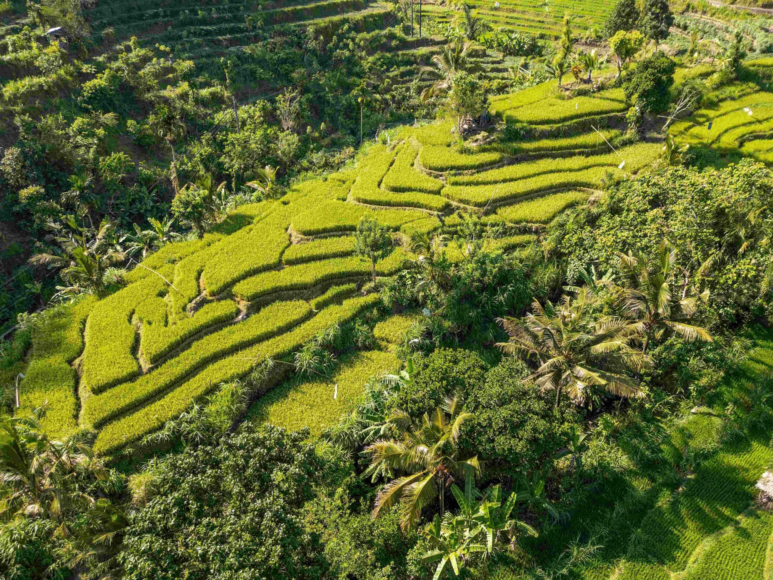 Explore Bali