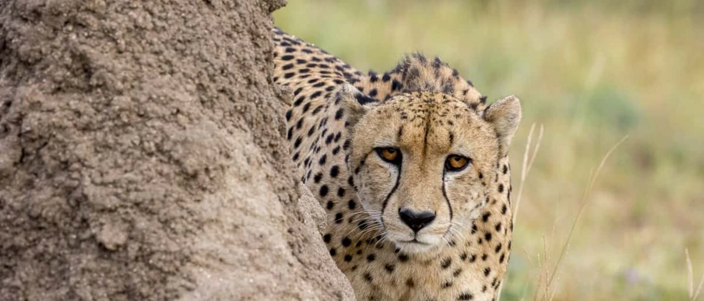 Discover Africa