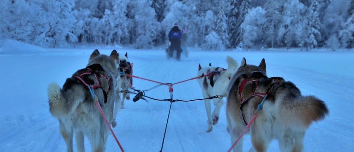 Sled