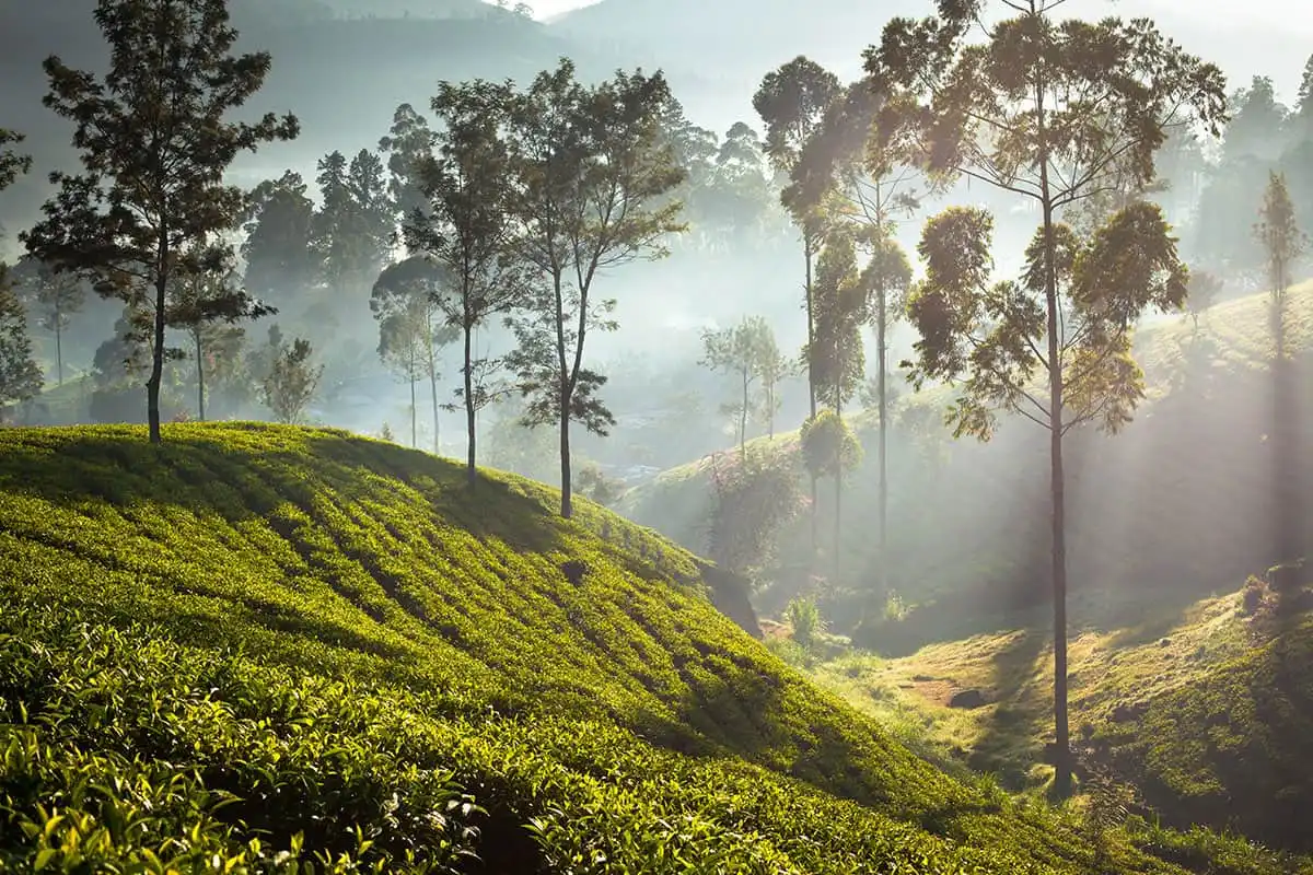 Sri Lanka Heritage and Tea Country