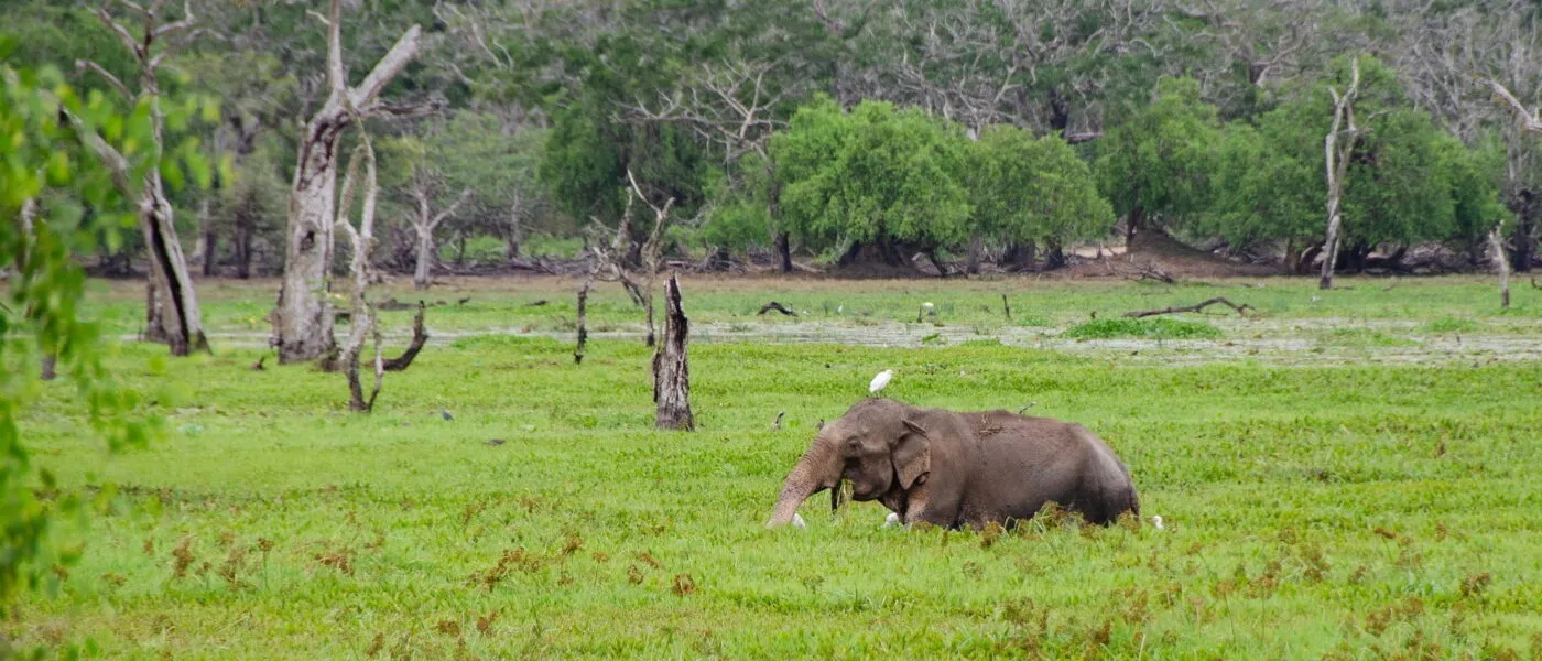 Sri Lankan Elephant