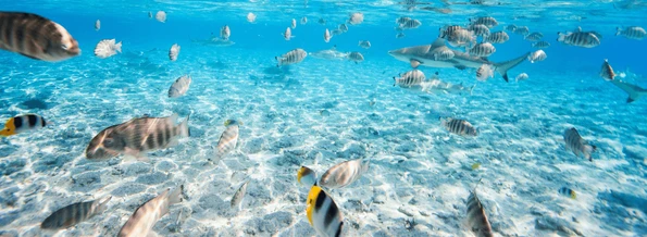 Gay Group Trip: Dreams of Tahiti Cruise