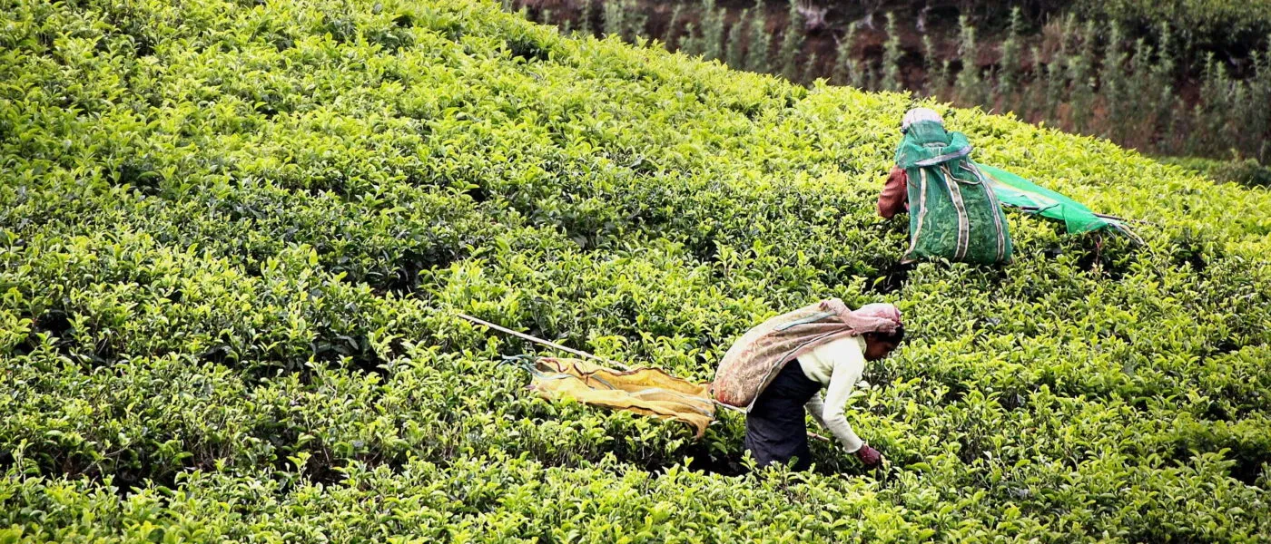 Sri Lanka Tea Plantation