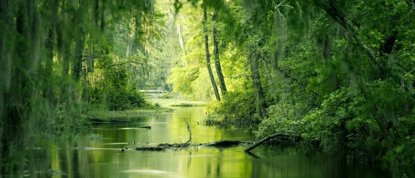 Amazon vs Pantanal: Which Wildlife Experience Is Better?