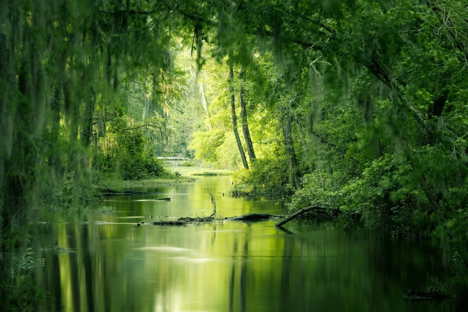 Amazon vs Pantanal: Which Wildlife Experience Is Better?