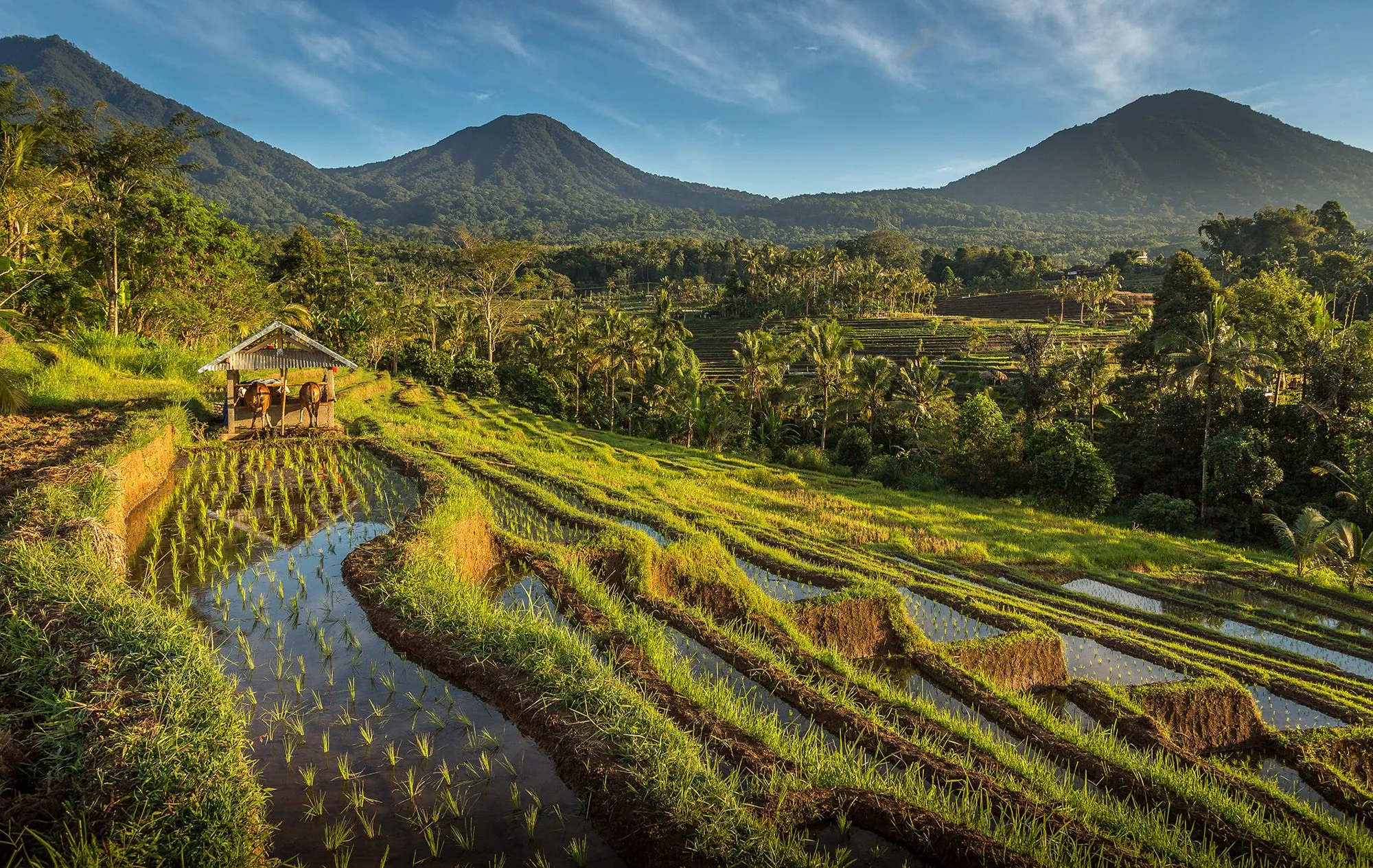 Day 5: Munduk to Umabian