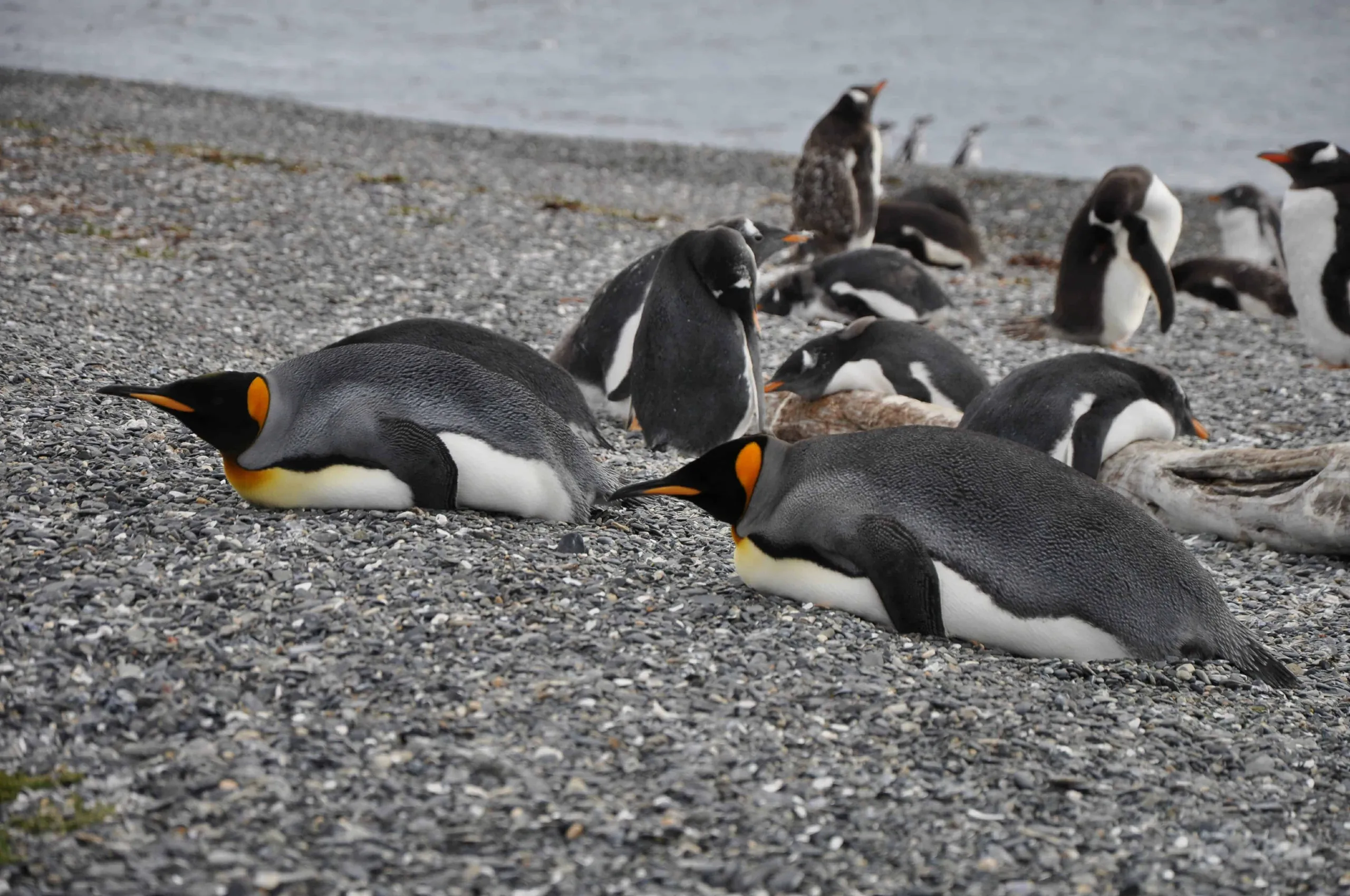 Argentina and Patagonia Adventure