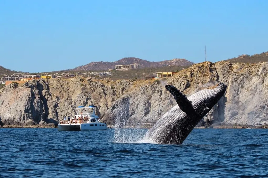 Day 3: Whale Watching and the Sea of Cortez