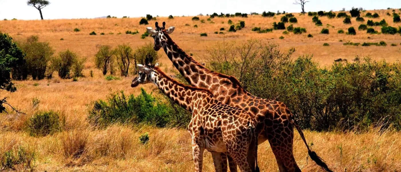 Plan Your First African Safari: A Gay Traveler's Guide