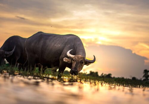 Buffalo in Thailand Buffalo in Thailand