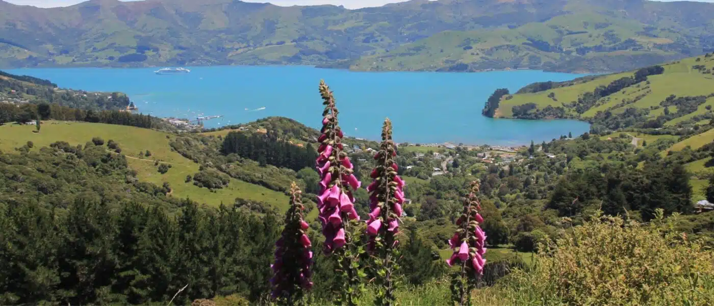 Native bush and river gorge on conservation land near Queenstown