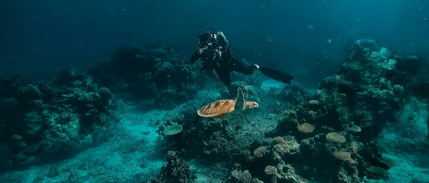 a person scubas over a coral reef with a turtle