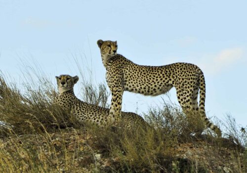 Cheetahs in the Serengeti Cheetahs in the Serengeti