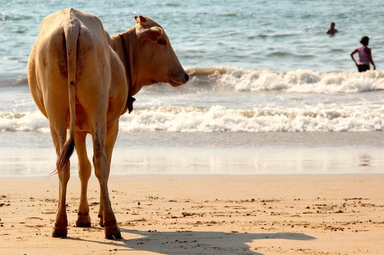 Day 9: Goa to Mumbai