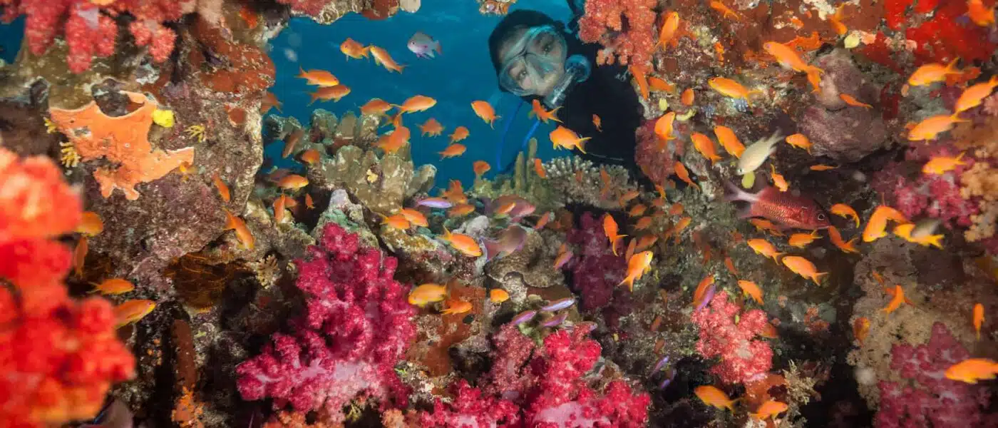 White soft coral glowing on the Great White Wall in the Somosomo Strait