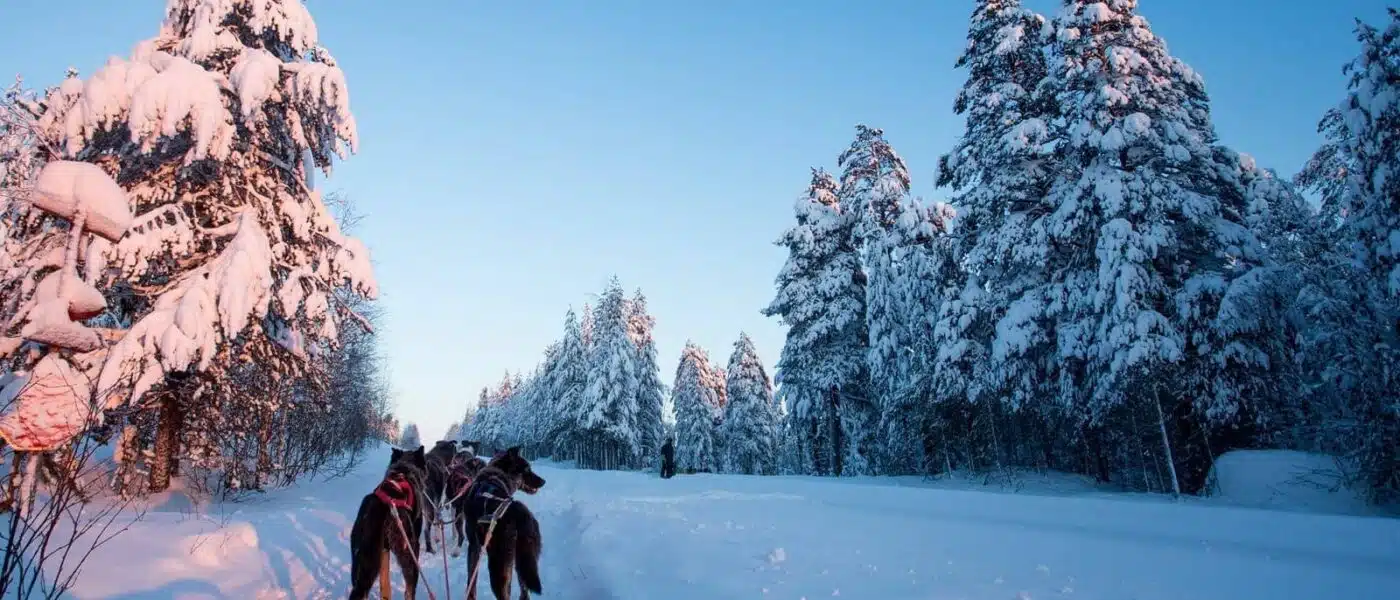Musher standing on sled runners behind a team of huskies