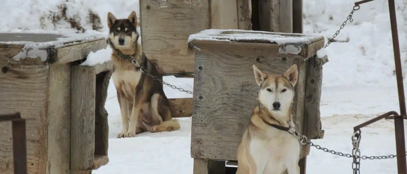 Sled dogs resting in the snow at a Lapland husky farm
