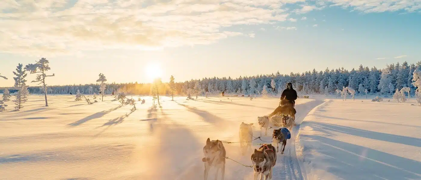 Husky team running between snow-covered pines in clear Arctic light