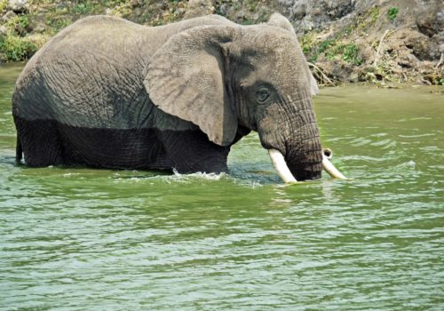 Uganda Safari and Nature
