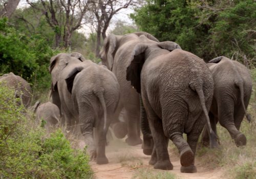 Gay Group Trip: Luxury South Africa