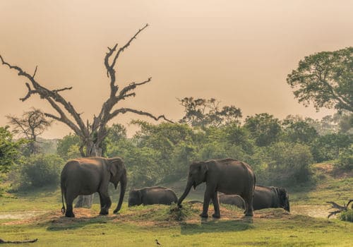 Elephants in Yala National Park Elephants in Yala National Park