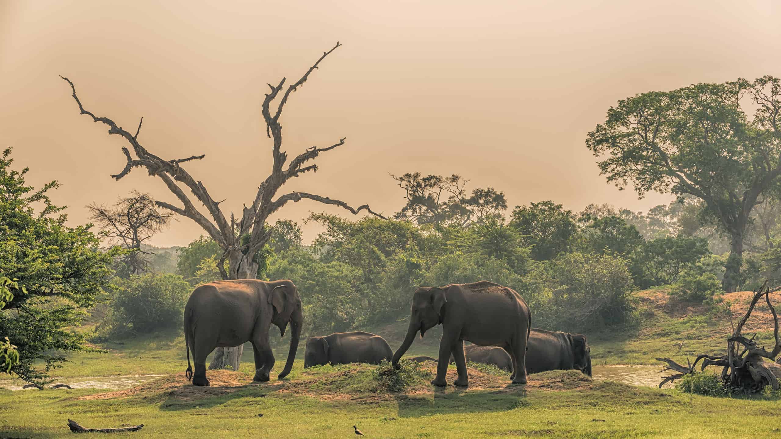 Sri Lanka Wildlife Encounter