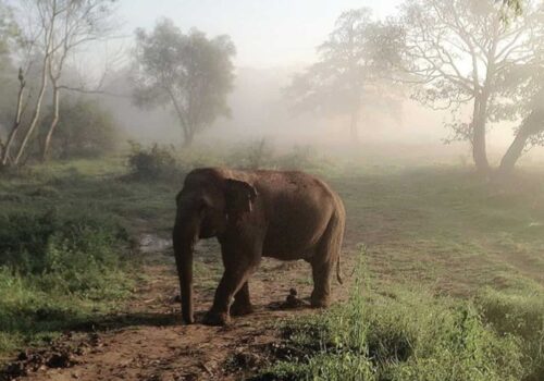 Elephant at Four Seasons Tented Camp Golden Triangle Thailand Elephant at Four Seasons Tented Camp Golden Triangle Thailand