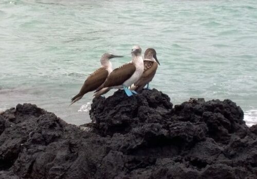 Galapagos Islands Galapagos Islands