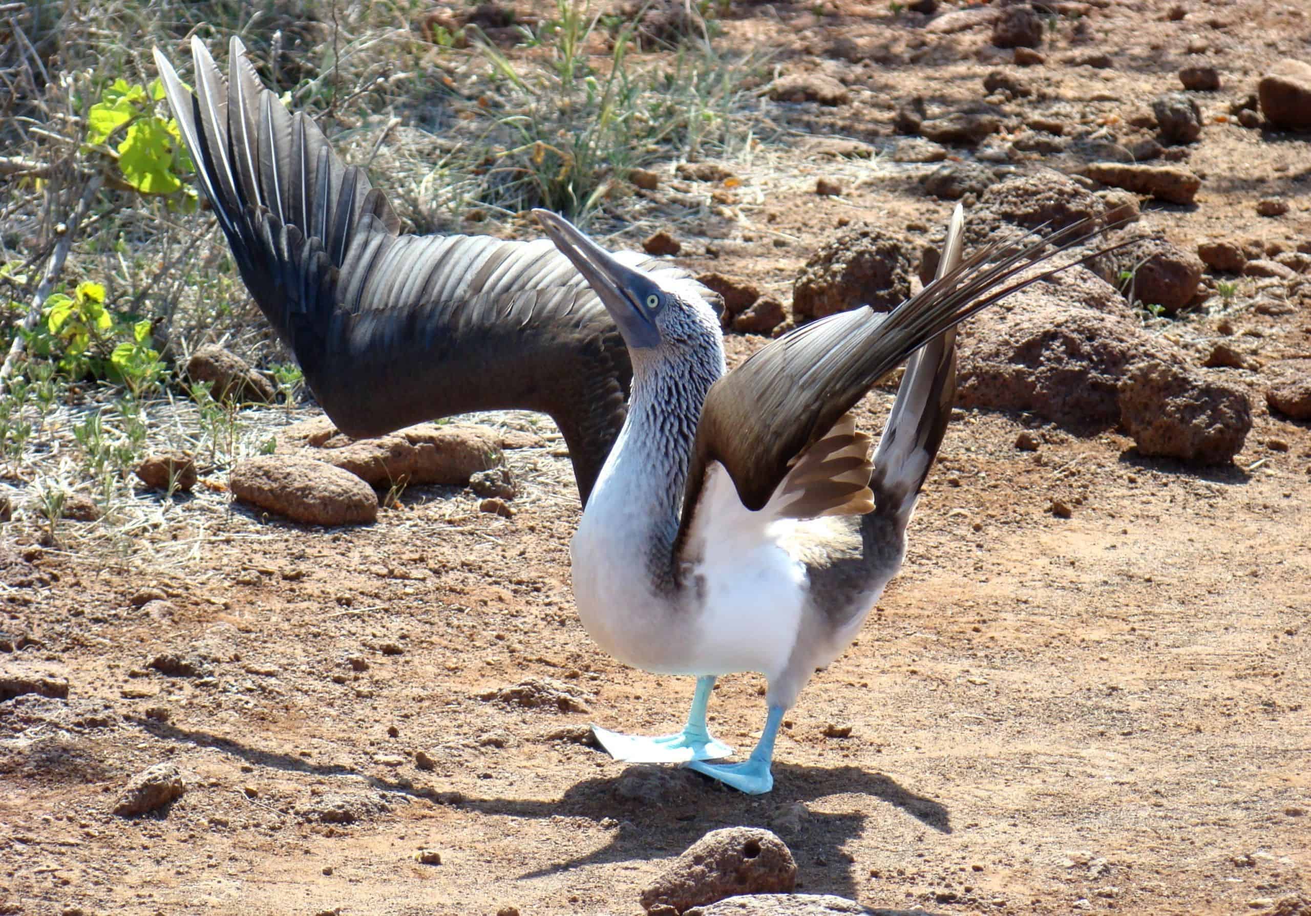 Gay Group Trip: Galapagos Exploration Cruise