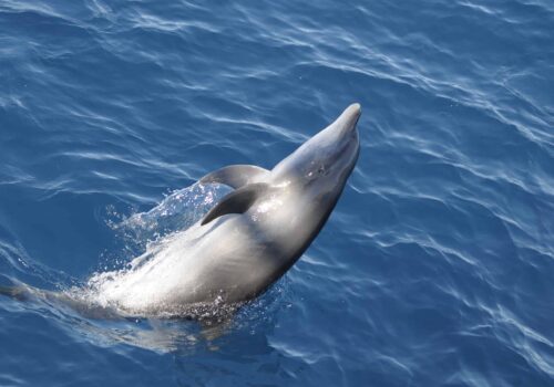 Galapagos dolphin Galapagos dolphin