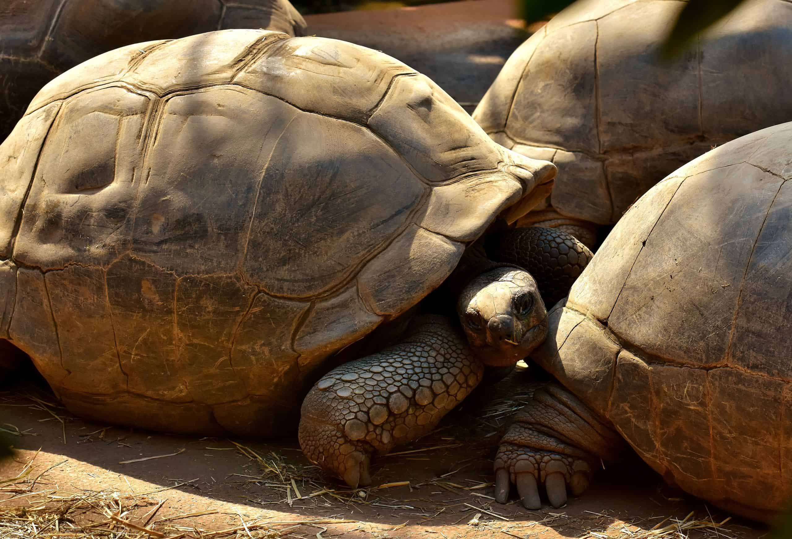 galapagos tortoise giant santiago island exploration cruise trip lgbt james