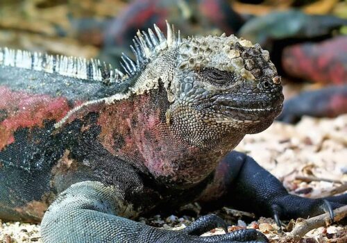 galapagos lizard galapagos lizard