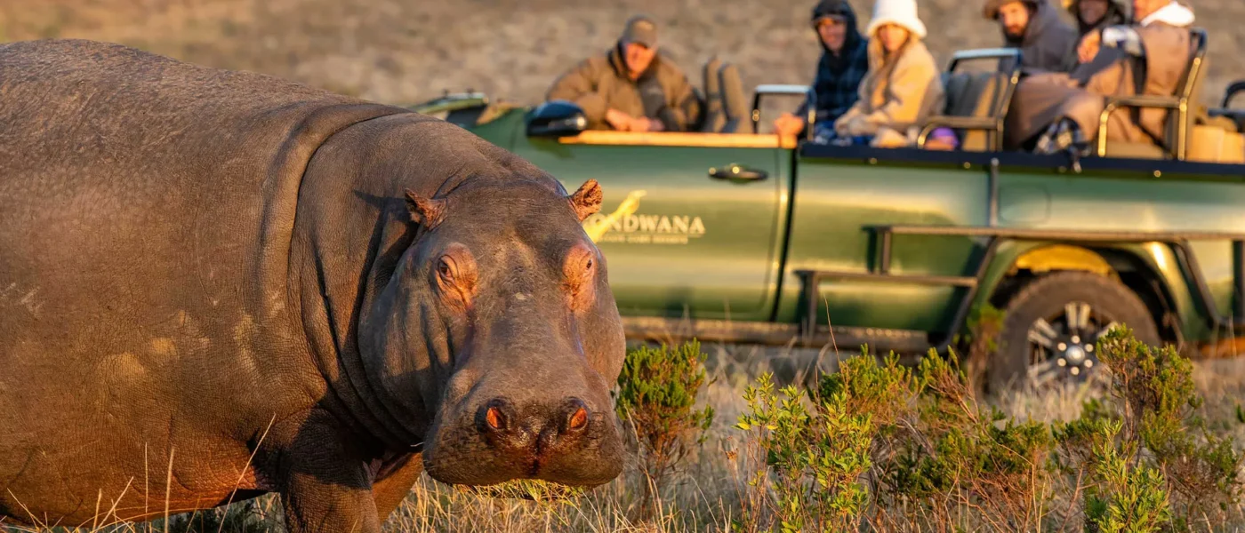 Safari