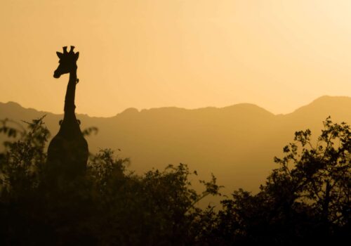 Kruger National Park and Johannesburg